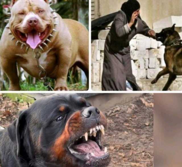 بعد اعتماد الحكومة.. تعرف على عقوبة تربية الكلاب المحظور حيازتها