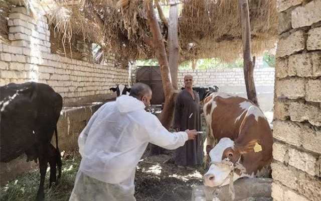 انطلاق حملة تحصين الماشية ضد الحمى القلاعية والوادي المتصدع بالقليوبية