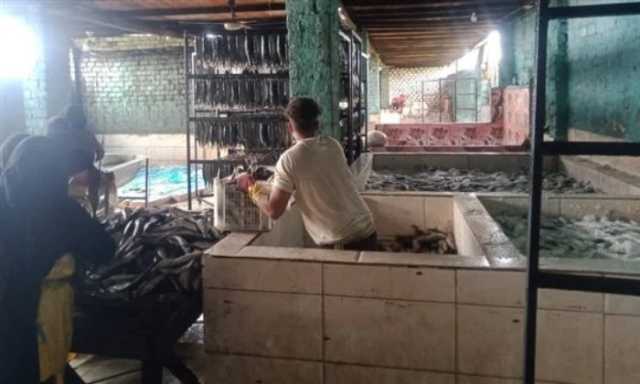 ضبط 15 طن أسماك ورنجة فاسدة قبل شم النسيم في المنوفية