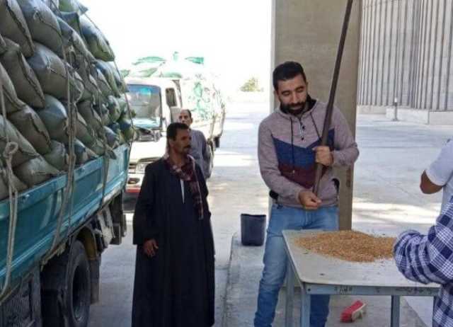 في أول أيام التوريد.. المنيا تستقبل 517 طن قمح في الشون والصوامع