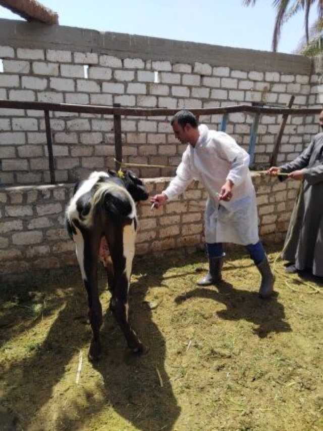 بيطري قنا يواصل حملة التحصين ضد الحمى القلاعية وحمى الوادي المتصدع