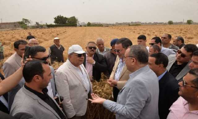 الدقهلية تُعلن انطلاق موسم حصاد «الذهب الأصفر» من السنبلاوين وسط فرحة المزارعين