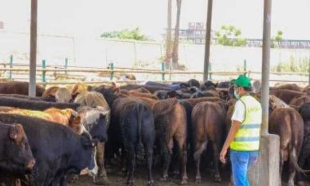 الاستعداد لذبح 45 من العجول البلدية خلال أيام التشريق فى مجزر بي العرب بالمنوفية