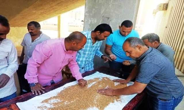 الذهب الأصفر يتلألأ.. توريد 257 ألف طن قمح بشون وصوامع أسوان