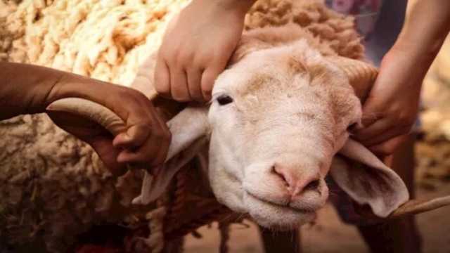 هل تجزئ الأضحية عن أهل البيت جميعا؟.. الأزهر للفتوى يجيب