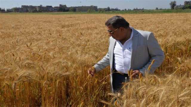 محافظ الدقهلية: توريد 250 ألف طن قمح بمراكز التوريد والتخزين