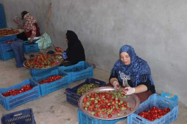 «الذهب الأحمر» يتألق في القليوبية: المحافظ يتفقد مزارع الفراولة ويدعم التصدير