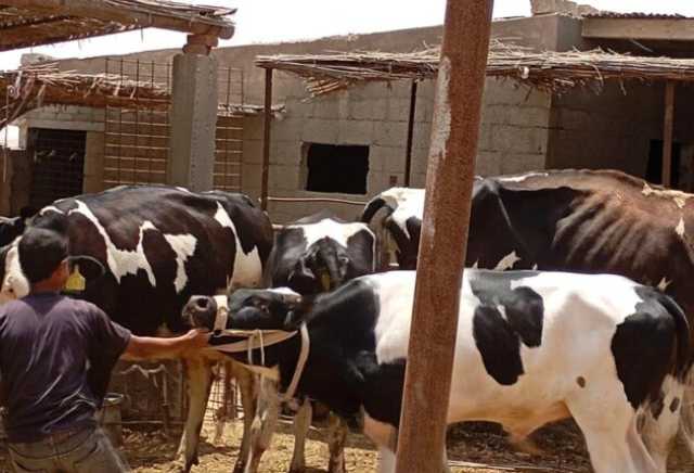 «بحوث الصحراء» يطلق قافلة بيطرية لتحسين صحة الثروة الحيوانية