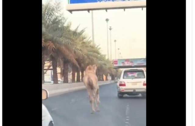 «تسبب في زحمة مرورية».. جمل هارب يتجول بين السيارات في السعودية |فيديو