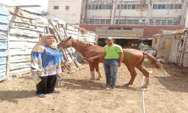 التحفظ على حصان وإيداعه بمقر جمعية الرفق بالحيوان ببورسعيد