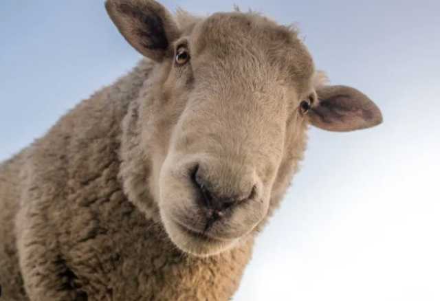 صوف الخروف ناعم ونظيف.. كيف تختار أضحية العيد؟