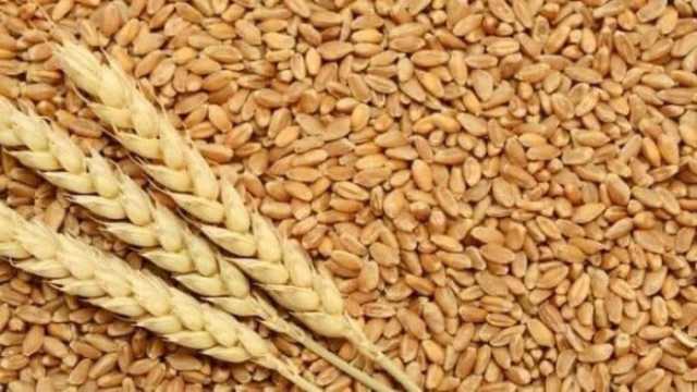 توريد 204 آلاف طن قمح لشون وصوامع بني سويف