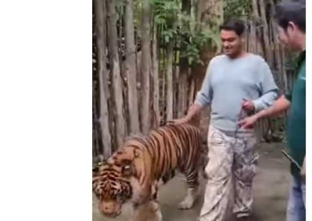 «حاول التقاط سيلفي معه».. نمر ضخم ينقض على سائح «فيديو»