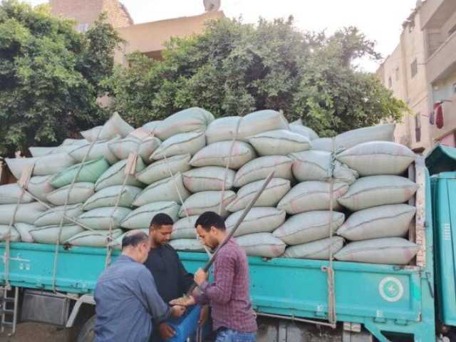 صوامع المنيا تستقبل الخير.. 249 ألف طن قمح تعزز الأمن الغذائي