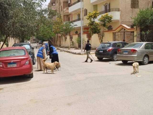 حملات مكثفة دورية لتطعيم الكلاب الضالة بمدينة العبور ضد «السعار»