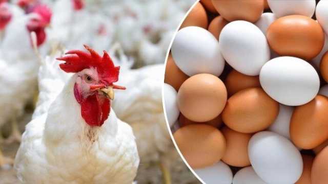 البلدي بـ 120 جنيهًا.. أسعار البيض والدواجن اليوم الثلاثاء 13 مايو 2025
