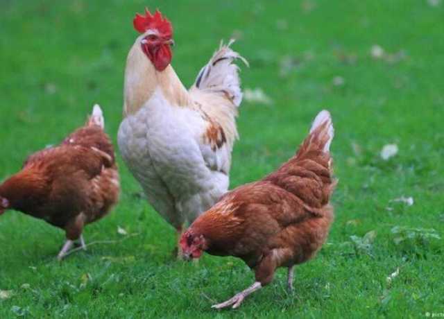 بورصة الدواجن اليوم.. أسعار الفراخ والبيض الجمعة 16 مايو 2025