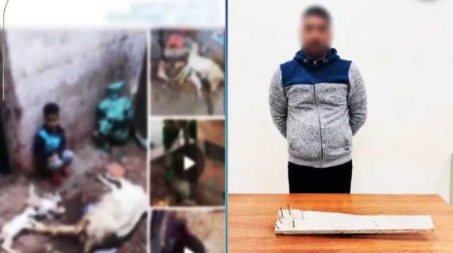 كشف ملابسات تعدي شخص على الكلاب الضالة بالبحيرة «فيديو»