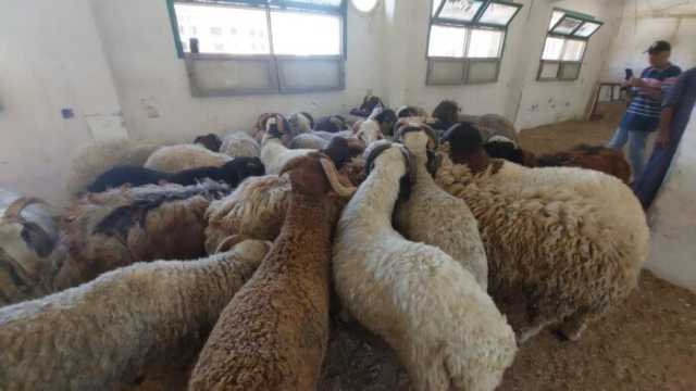 زراعة البحر الأحمر توفر خراف الأضاحي بسعر 220 جنيه للكيلو