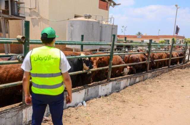 الأورمان تستعد لتوزيع 2000 عجل بلدي ومليون كيلو لحوم مستوردة في عيد الأضحى