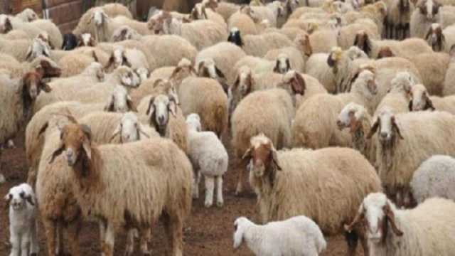 طرق حجز أضاحي وزارة الزراعة 2025.. تعرف على أماكن توافرها