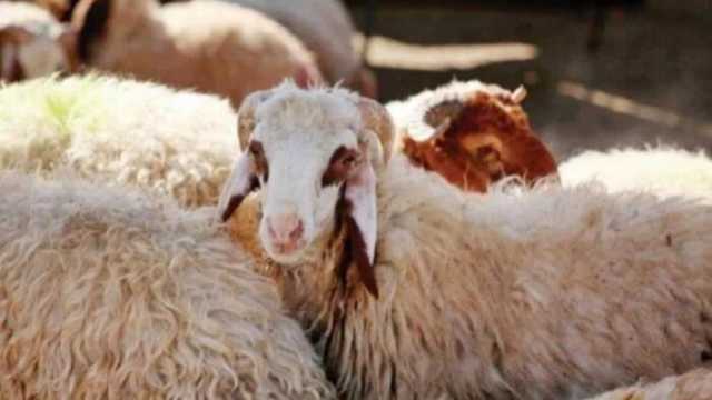 شوادر أضاحي وزارة التموين.. أماكن بيع الخراف والأبقار الحية
