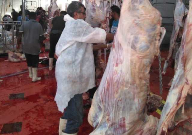 مجازر البحر الاحمر تواصل ذبح العجول لتسويقها بالمحافظات وتوفير اللحوم بأسعار مخفضة