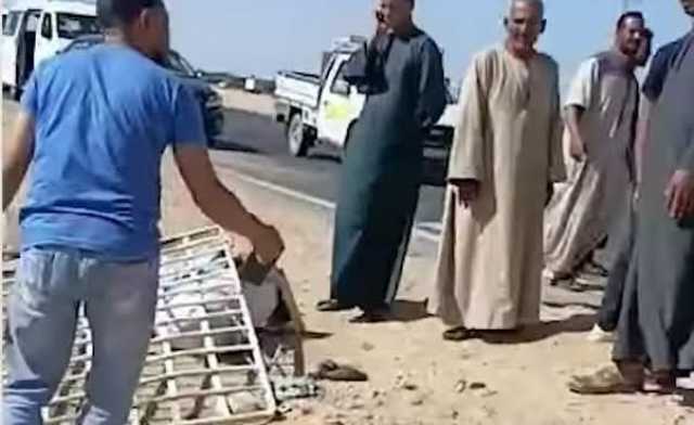 بينهم طفلة.. مصرع 3 أشخاص وإصابة 11 آخرين إثر انقلاب ميكروباص بصحراوي المنيا