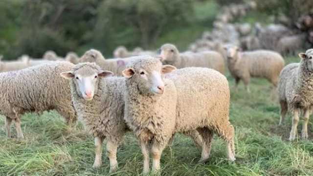 هل يجوز إخراج أموال بديلا عن الأضحية؟.. أمين الفتوى يجيب