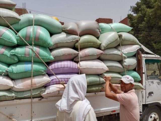 المنيا تتخطى النصف مليون طن.. والمحافظ يعلن استمرار توريد القمح لتعزيز الأمن الغذائي