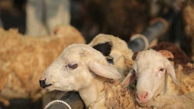 موعد ذبح الأضحية حسب الشريعة.. الإفتاء توضح الوقت الأنسب