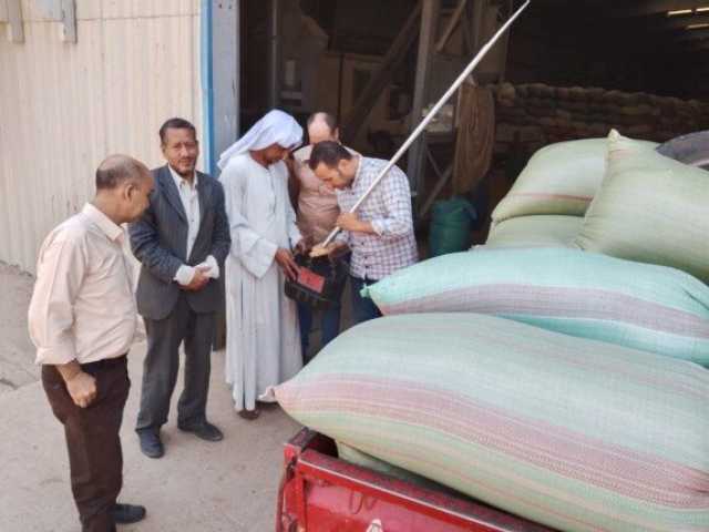 المنيا تواصل دعم الأمن الغذائي: أكثر من نصف مليون طن قمح تم توريدها حتى الآن