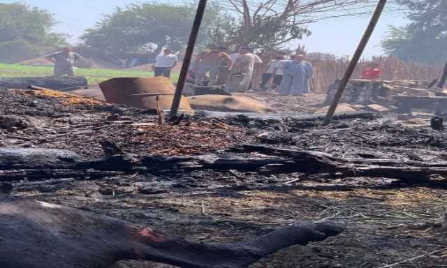نفوق 25 رأس ماشية في حريق 5 حظائر بالمنوفية