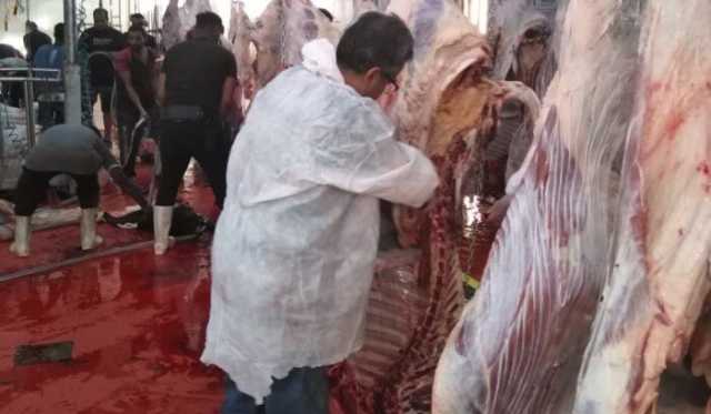 بيطرى البحر الأحمر يرفع درجة الاستعداد لعيد الاضحى