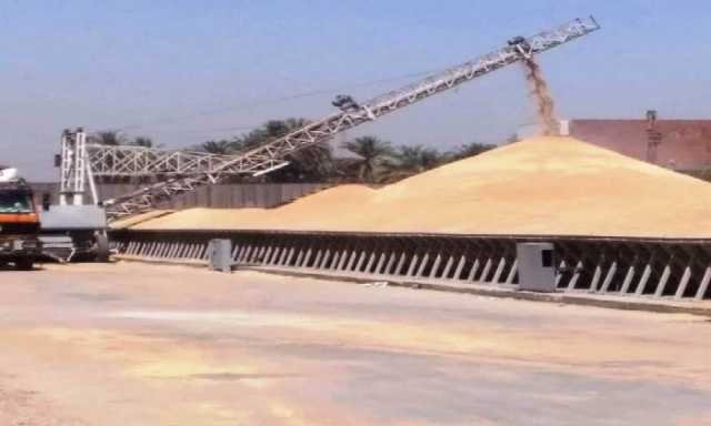 توريد القمح يفوق المستهدف بـ113%.. قفزة نوعية نحو الأمن الغذائي بأسوان