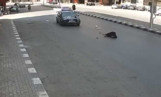 ضبط طالب جامعي أطاح بسيدة مُسنة بسيارته في طنطا