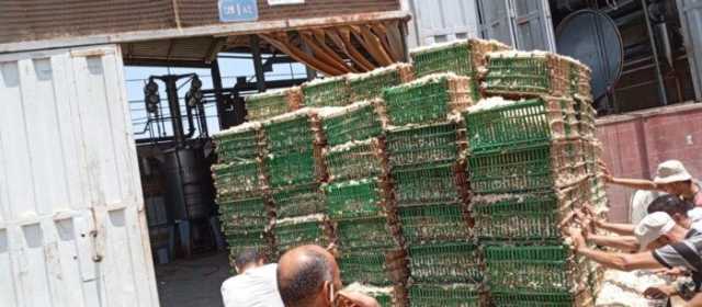 بدء توريد محصول الياسمين لمصانع شبرا بلوبة في محافظة الغربية