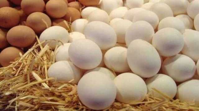 سعر كرتونة البيض في بورصة الدواجن اليوم الأربعاء 6 أغسطس 2025