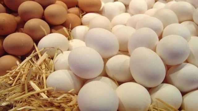 يقترب من 100 جنيه للطبق.. انخفاض أسعار البيض