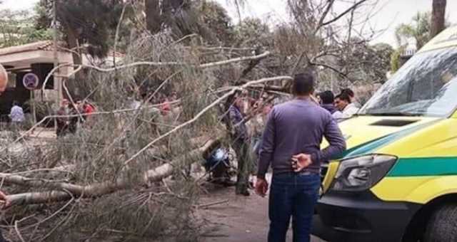 أول ضحايا الطقس.. وفاة شاب إثر سقوط شجرة عليه في المنوفية