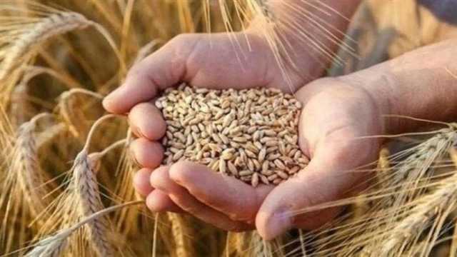 سعر الأرز الشعير اليوم الخميس 31 يوليو 2025