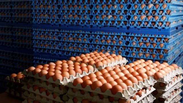 سعر كرتونة البيض اليوم الخميس 3-7-2025 للمستهلك.. الأحمر بكام النهارده؟