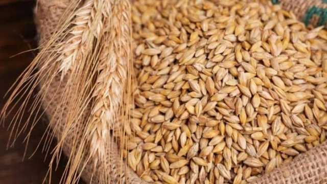 العريض والرفيع بكام؟.. سعر طن الأرز الشعير اليوم الأربعاء 23 يوليو 2025