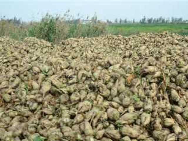 مجلس الوزراء يعلن سعر توريد محصول بنجر السكر لموسم 2025-2026