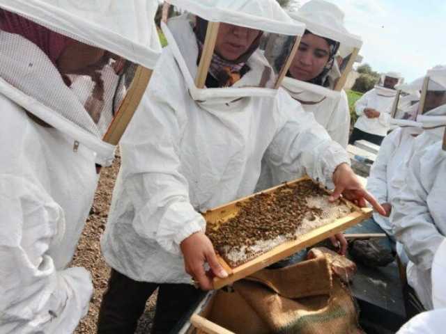 نحلة واحدة قد تغير حياة مجتمع بأكمله.. نساء الفيوم يصنعن العسل والمستقبل