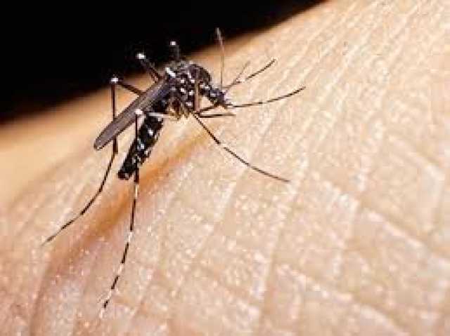 راديو كندا: بعوضة النمر الناقلة للفيروسات تغزو أوروبا