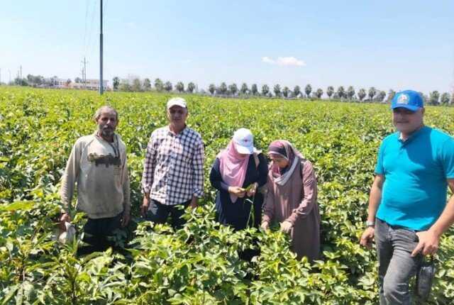 زراعة كفر الشيخ تواصل متابعة المحاصيل الصيفية ومكافحة الآفات