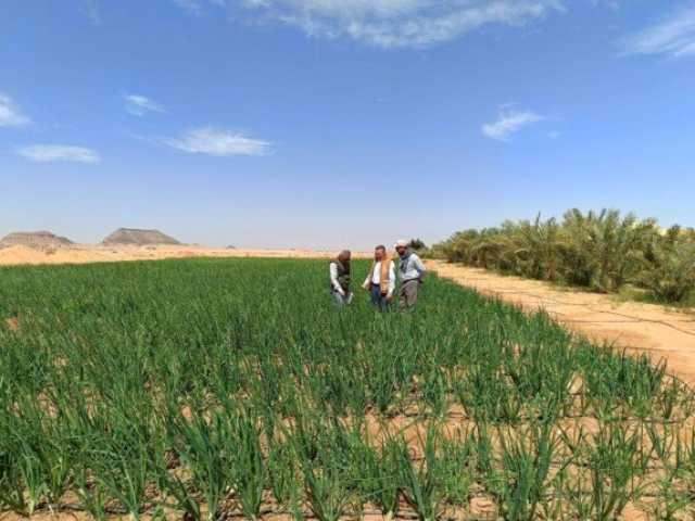 لتعزيز الزراعة المستدامة.. مركز بحوث الصحراء يتابع الأنشطة البحثية في محطة توشكى