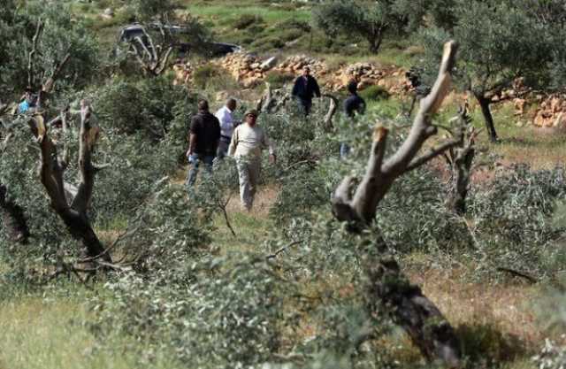 مستوطنون يقطعون 80 شجرة زيتون في «واد سعير» شمال شرق الخليل