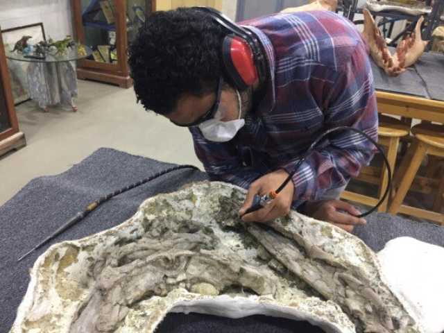 شارك في اكتشاف تمساح عمره 80 مليون عام.. جامعة بنها تُهنيء الباحث بلال سالم